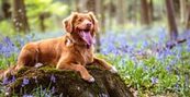 Attrezzatura Trekking per il cane: l’elenco completoAttrezzaturaTrekking.it