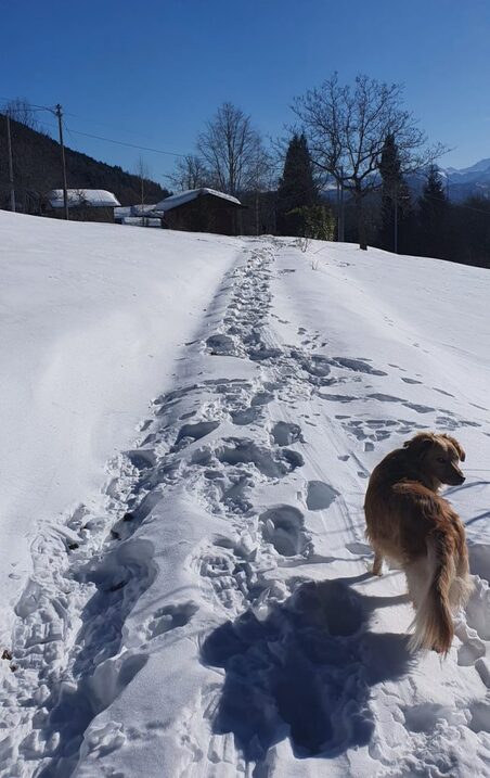 Cane sulla neve in montagna