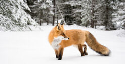Impronte degli animali sulla neve: come riconoscerle?AttrezzaturaTrekking.it