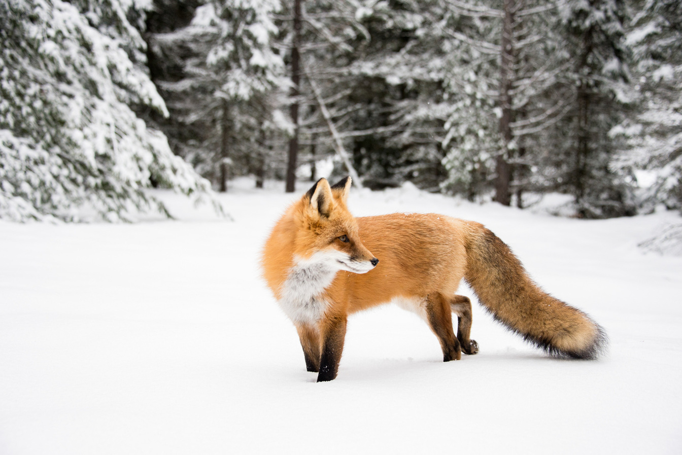 Impronte degli animali sulla neve: come riconoscerle?AttrezzaturaTrekking.it